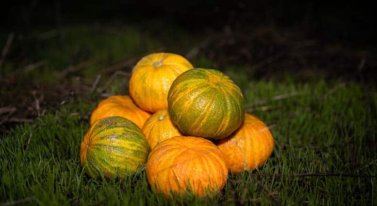 Halloweena™ 5
